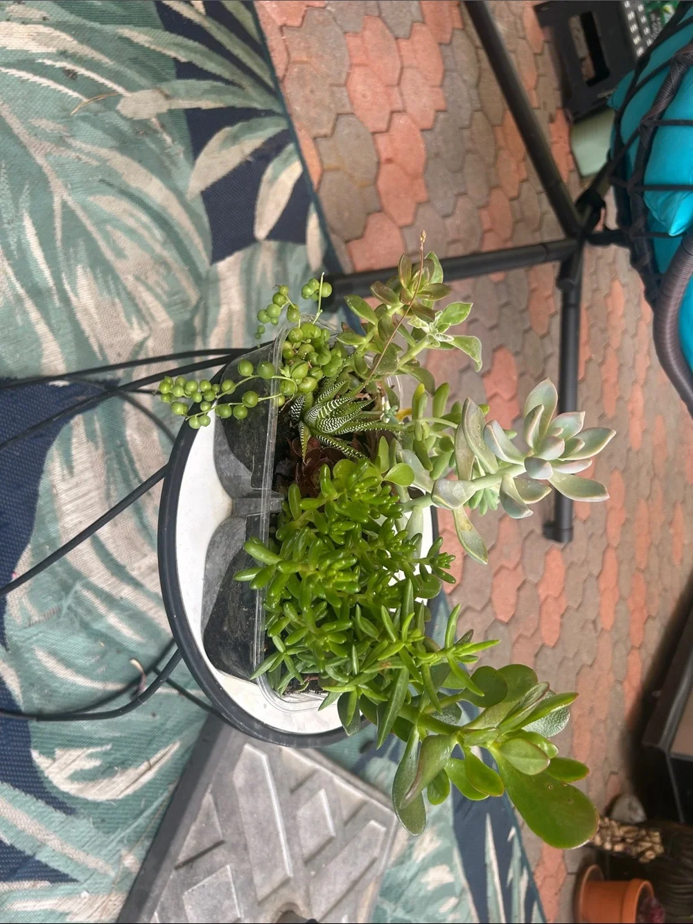 Succulent Mixed Planter - Green